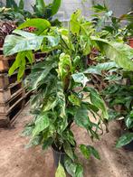 Epipremnum pinnatum albo variegata op mosstok, Huis en Inrichting, Kamerplanten, Ophalen of Verzenden