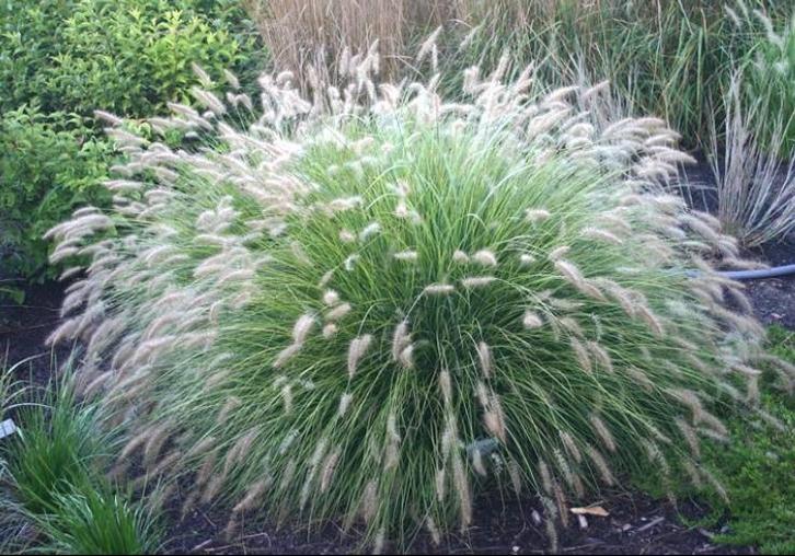 Pennisetum Little Bunny | Lampepoetsersgras | Chemievrij, Tuin en Terras, Planten | Tuinplanten, Vaste plant, Siergrassen, Volle zon