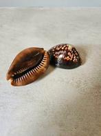 Zeeschelp Cypraea Maurijiana 1 uit Bali, Ophalen of Verzenden, Tropical Home, 6951nk, Nieuw