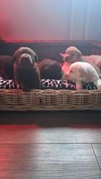 Bijzonder mooie Labrador pups, Dieren en Toebehoren, Honden | Retrievers, Spaniëls en Waterhonden, 8 tot 15 weken, Labrador retriever