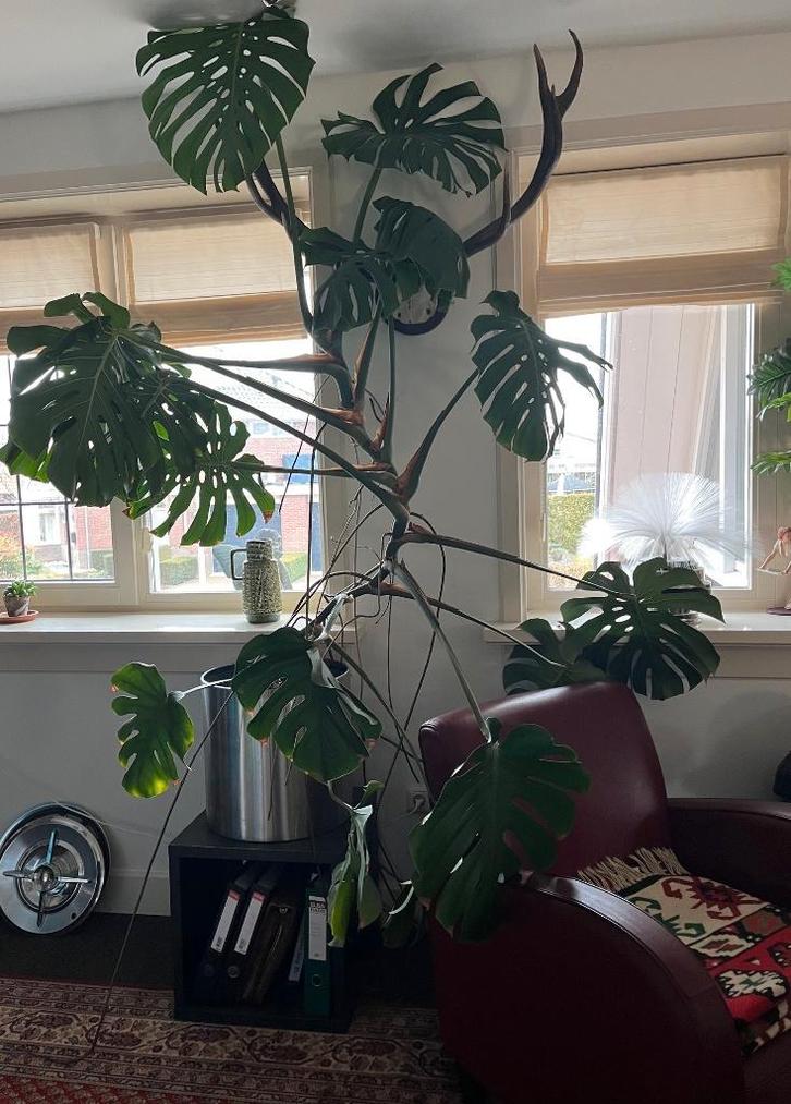 Grote Monstera plant met Rvs plantenbak, Huis en Inrichting, Kamerplanten, Overige soorten, 200 cm of meer, Groene kamerplant