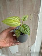 Philodendron Mamei Stekje - Geworteld, Huis en Inrichting, Kamerplanten, Ophalen of Verzenden