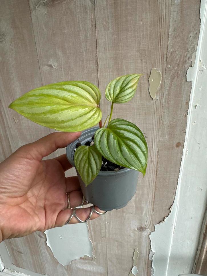 Philodendron Mamei Stekje - Geworteld, Huis en Inrichting, Kamerplanten, Ophalen of Verzenden