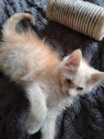 Maine coon kittens, Meerdere dieren, Gechipt, 0 tot 2 jaar