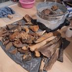 Ijstijd fossielen botten., Verzamelen, Mineralen en Fossielen, Ophalen of Verzenden