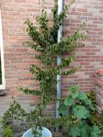 haagbeuk gratis, Tuin en Terras, Planten | Bomen, Ophalen, Bloeit niet, Halfschaduw, Overige soorten