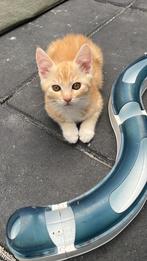 Maincoon x, Dieren en Toebehoren, Katten en Kittens | Raskatten | Langhaar, Poes