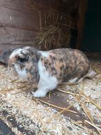 Dekram Nederlands Hangoor Dwerg aangeboden (niet te koop), Dieren en Toebehoren, Konijnen, Mannelijk, Dwerg, Hangoor, 0 tot 2 jaar