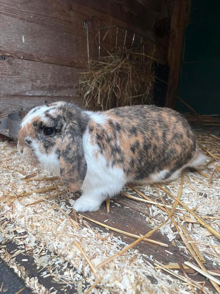 Dekram Nederlands Hangoor Dwerg aangeboden (niet te koop), Dieren en Toebehoren, Konijnen, Dwerg, Mannelijk, 0 tot 2 jaar, Hangoor