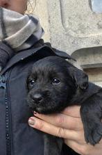 Prachtig Boulab pups unieke mix, Rabiës (hondsdolheid), 8 tot 15 weken, Groot, Meerdere