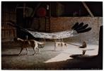 Panamarenko, Raven's Variable Matrix, Antiek en Kunst, Kunst | Litho's en Zeefdrukken, Verzenden