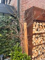 Moerbei (Morus nigra) boompje, 100 tot 250 cm, Zomer, Volle zon, In pot