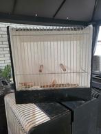 Tentoonstellings kooien, Dieren en Toebehoren, Ophalen of Verzenden, Zo goed als nieuw, Hout, Vogelkooi