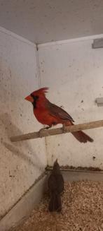 Kweek koppel Rode kardinalen, Dieren en Toebehoren, Vogels | Overige Vogels, Meerdere dieren, Tropenvogel, Geringd
