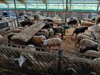 Fokooien, wit en bont, Dieren en Toebehoren, Schapen, Geiten en Varkens, Vrouwelijk, Schaap