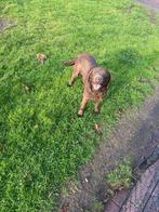 Lieve raszuivere Labrador teven, Dieren en Toebehoren, Teef, Labrador retriever, Meerdere, 3 tot 5 jaar