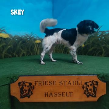 Staat ter dekking friese stabij dekreu skey  beschikbaar voor biedingen