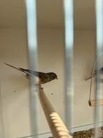 Bont oranje man kanarie, Dieren en Toebehoren, Mannelijk, Wildzangvogel