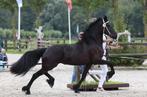 Super knappe friese ster merrie, Dieren en Toebehoren, Merrie, Gechipt, Dressuurpaard, 3 tot 6 jaar