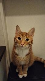 VERMIST uit Eindhoven Strijp oranje/rode kat kater Billie, Kat