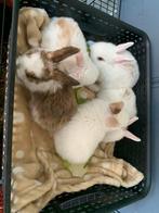 3 witte baby konijnen, Dieren en Toebehoren, Meerdere dieren, Dwerg