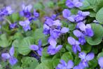 maarts viooltje, viola odorata, Tuin en Terras, Planten | Tuinplanten, Halfschaduw, Vaste plant, Bodembedekkers, Lente