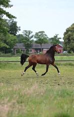 3 jarige Gelderse merrie, Dieren en Toebehoren, Paarden, Merrie, Gechipt, 3 tot 6 jaar, Onbeleerd