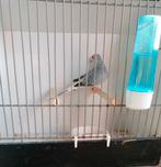 Gratis diamantduif, Dieren en Toebehoren, Mannelijk