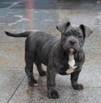 American Bully Pups Pocket No Staff Pit Bulldog Kunnen Mee, Dieren en Toebehoren, Overige rassen, 8 tot 15 weken, Teef, Parvo