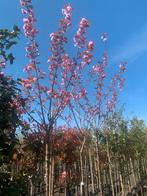 Japanse sierkersen 220 stam dubbele bloem 300 hoog, Halfschaduw, Ophalen of Verzenden