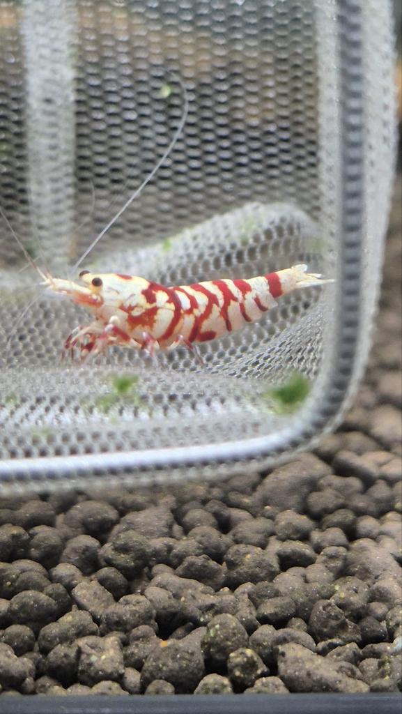 Fancy Red Tiger, Dieren en Toebehoren, Vissen | Aquariumvissen, Kreeft, Krab of Garnaal