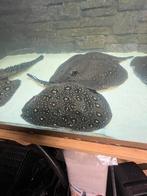 potamotrygon male disc 30/35 cm, Dieren en Toebehoren, Vissen | Aquariumvissen, Vis