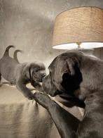 Lieve Cane Corso pups, Overige rassen, 8 tot 15 weken, Meerdere, Meerdere dieren