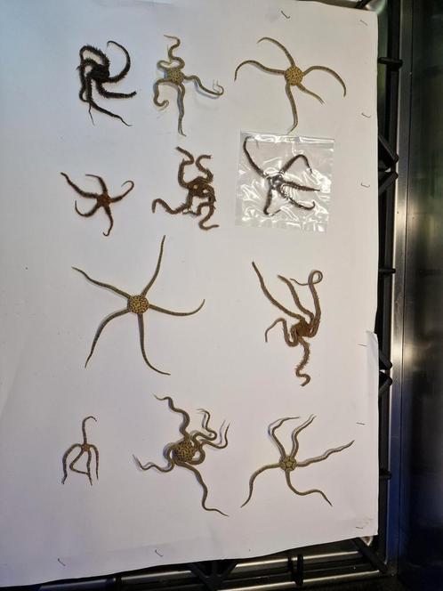 Nog mooie grote slangzeesterren nu 2,50 per stuk, Verzamelen, Overige Verzamelen, Ophalen of Verzenden