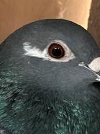 Posrduif, Dieren en Toebehoren, Vrouwelijk, Postduif