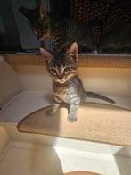 Cyperse kittens €100 per kitten., Dieren en Toebehoren