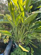 Paradijsvogelplant groot 2x, Vaste plant, Bloeit niet, Halfschaduw, Ophalen