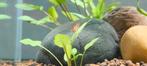 Super leuke siergarnalen, Dieren en Toebehoren, Vissen | Aquariumvissen, Kreeft, Krab of Garnaal
