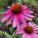 Hobbykwekerij de Zonnehoed, eigen gekweekte tuinplanten, Tuin en Terras, Planten | Tuinplanten, Volle zon, Vaste plant, Zomer