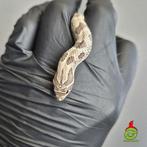 axanthic conda het. toffebelly haakneus, Dieren en Toebehoren, Slang, Tam, 0 tot 2 jaar