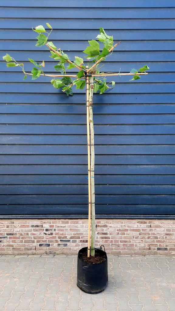 Dakplataan Platanus Hispanica Dakboom🌿🌳, Tuin en Terras, Planten | Bomen, Ophalen