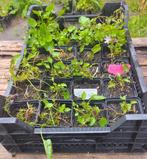 Tuin = Plant MJ = Campanula Poscharskyana - Klokjesbloem, Ophalen, Vaste plant, Bodembedekkers