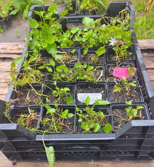 Tuin = Plant MJ = Campanula Poscharskyana - Klokjesbloem, Tuin en Terras, Planten | Tuinplanten, Vaste plant, Bodembedekkers, Ophalen