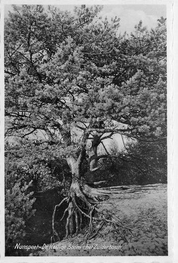 (387-181-007) Nunspeet de Heilige Boom beschikbaar voor biedingen