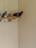 Talpacoti duiven .Zie omschrijving, Meerdere dieren, Tropenvogel