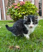 Langharige boerderij kitten, Kater, Ontwormd, 0 tot 2 jaar