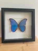Prachtig ingelijste blauwe vlinder, Ophalen, Zo goed als nieuw
