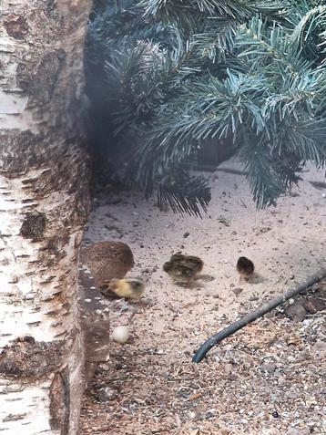 3 x haan chinese dwergkwartel koekoek kleur  we zoeken ook beschikbaar voor biedingen