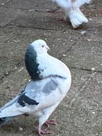 Haagse tilduiven. 2 jongen en 1 doffer, Dieren en Toebehoren, Vogels | Duiven, Mannelijk