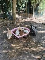 Loopeenden, Meerdere dieren, Eend